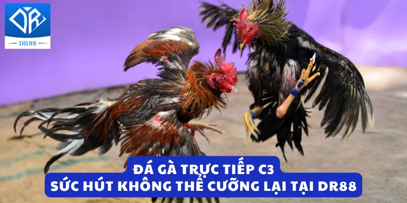 Đá Gà Trực Tiếp C3 - Sức Hút Không Thể Cưỡng Lại Tại DR88
