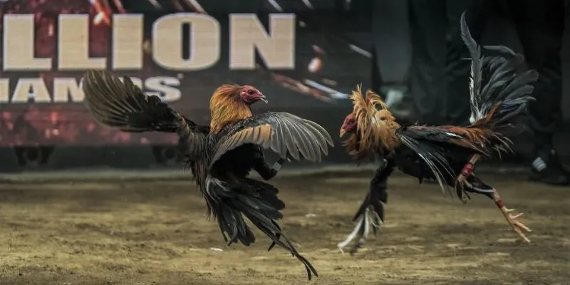 Những loại hình đá gà C4