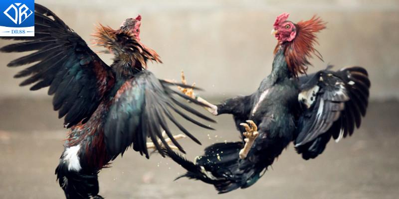 Cựa Sắt Thomo Vũ Khí Chiến Đấu Lợi Hại Của Các Chiến Kê