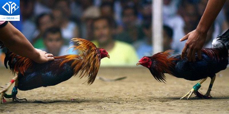 Khám Phá Casino Thomo Trung Tâm Cá Cược Đá Gà Hàng Đầu Hiện Nay