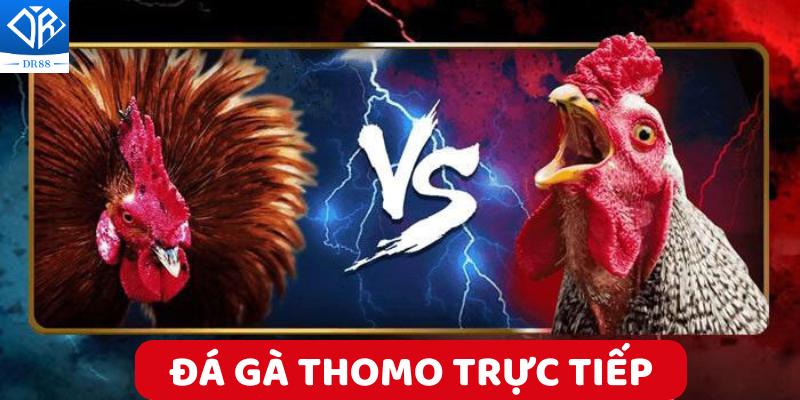 Khám Phá Casino Thomo Trung Tâm Cá Cược Đá Gà Hàng Đầu Hiện Nay
